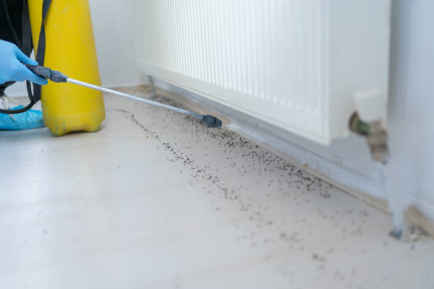 Best Flea Control Services  in Kingstown, MD