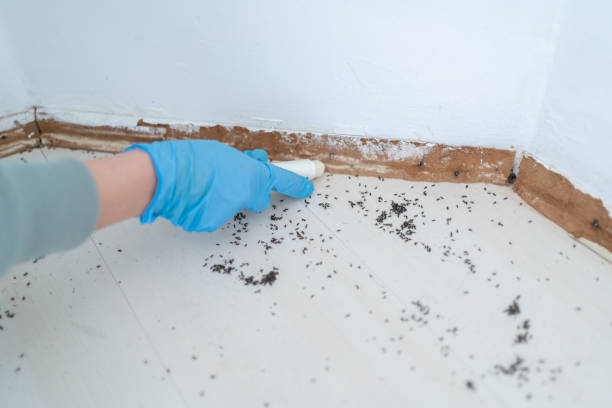 Best Pest Prevention Services  in Kingstown, MD